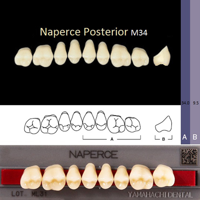 Зубы акриловые NAPERCE POSTERIOR GLORIA B3, жевательные верх M34, 1 планка /8 шт./, YAMAHACHI