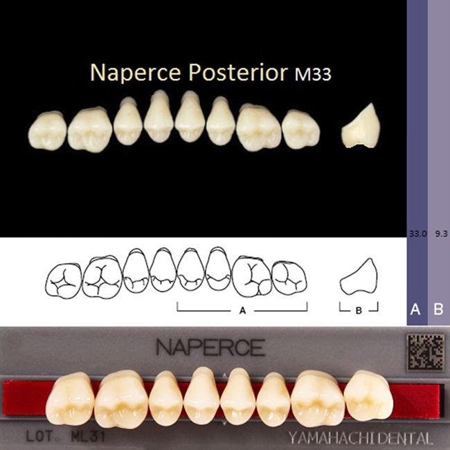 Зубы акриловые NAPERCE POSTERIOR GLORIA B3, жевательные верх M33, 1 планка /8 шт./, YAMAHACHI