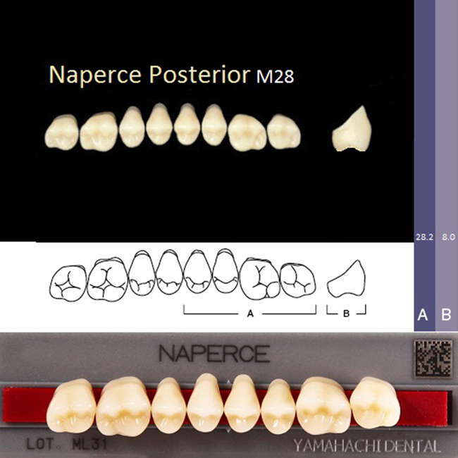 Зубы акриловые NAPERCE POSTERIOR GLORIA B2, жевательные верх M28, 1 планка /8 шт./, YAMAHACHI