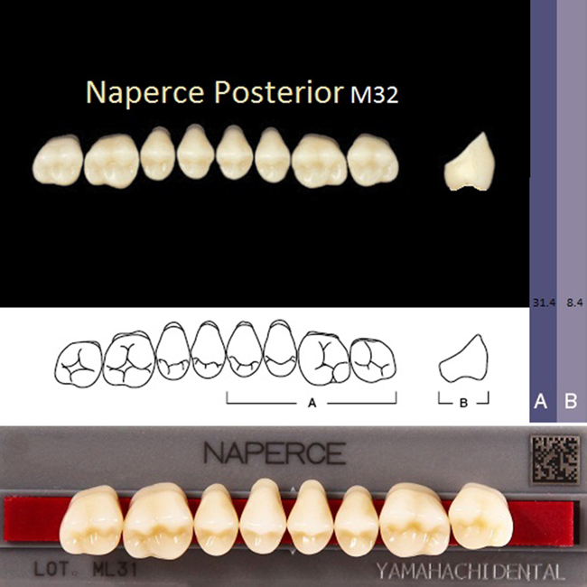 Зубы акриловые NAPERCE POSTERIOR GLORIA A2, жевательные верх M32, 1 планка /8 шт./, YAMAHACHI