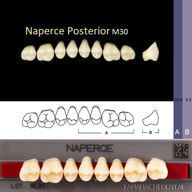 Зубы акриловые NAPERCE POSTERIOR GLORIA A3, жевательные верх M30, 1 планка /8 шт./, YAMAHACHI